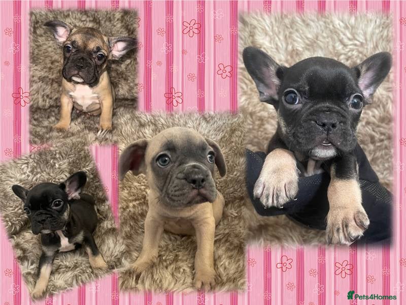 French Bulldog dogs 💙 Beautiful Frenchies Puppies💙Ready Now 💙 - Advert 1