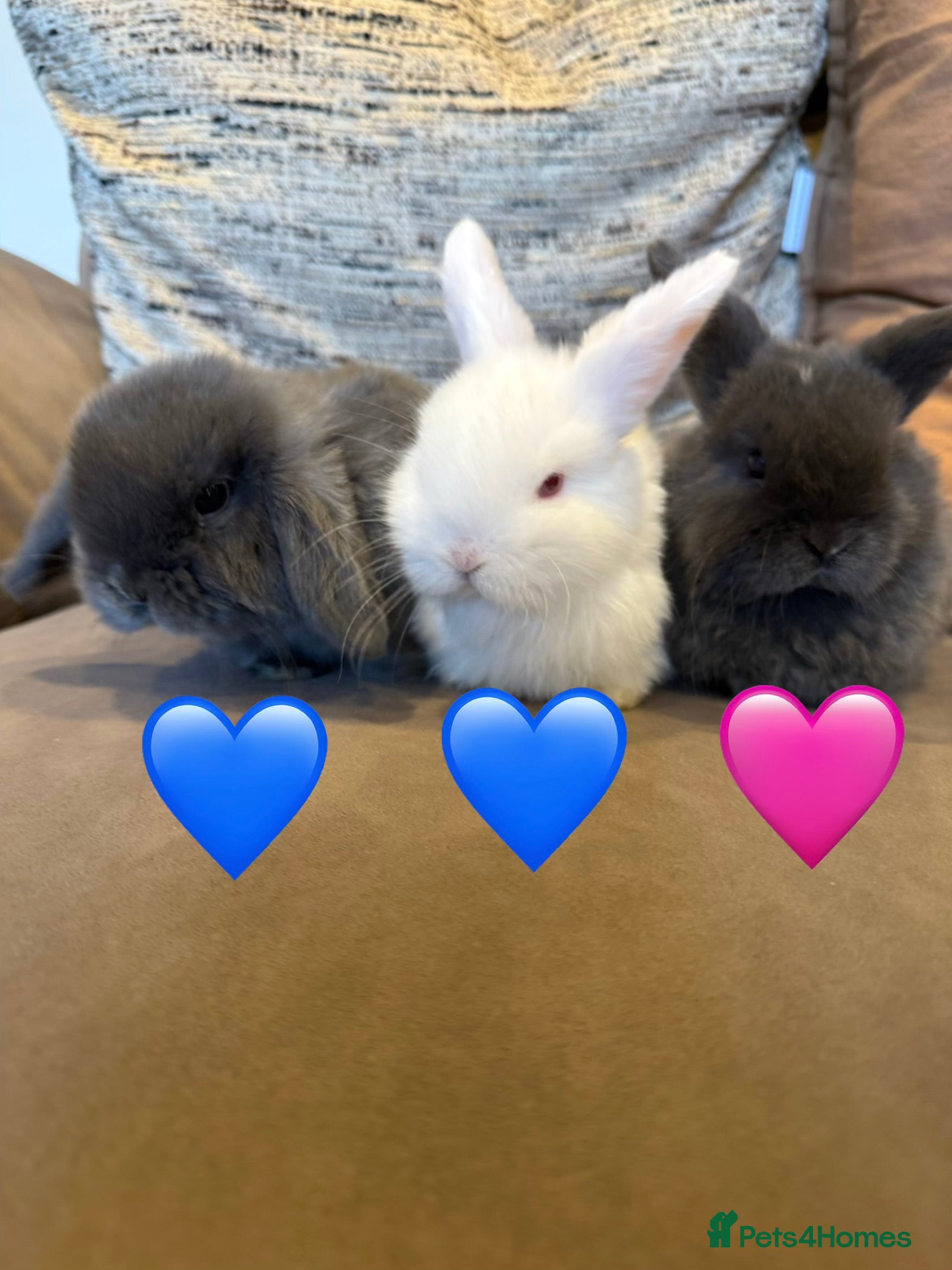 Mini Lop rabbits Three gorgeous mini lops. White and two Grey/Blue - Advert 1