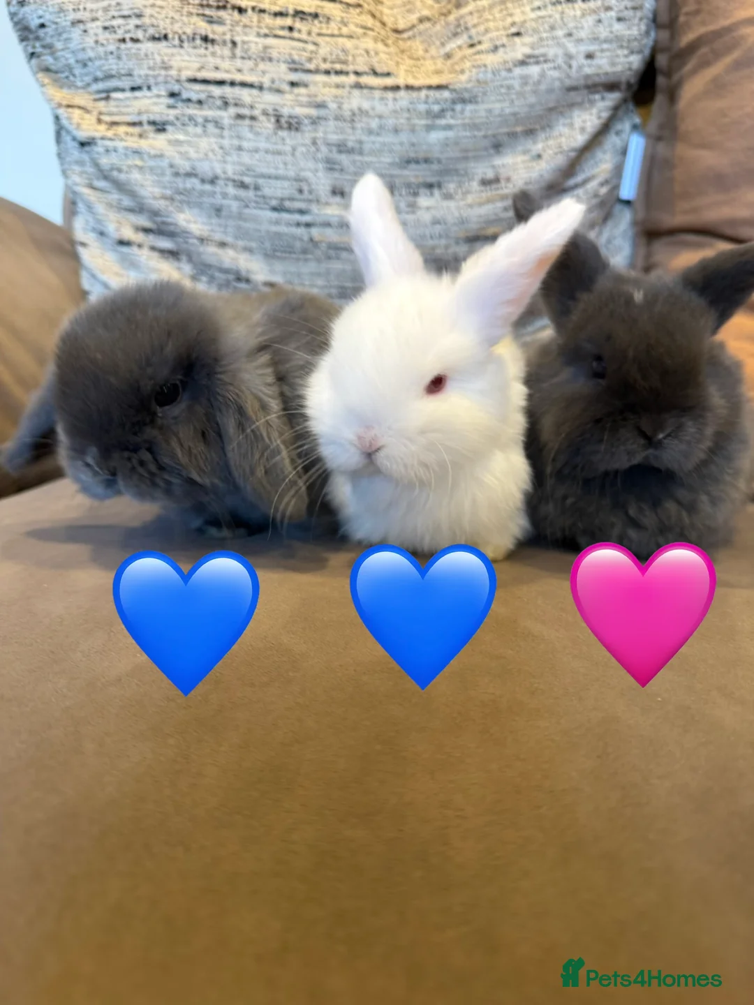 Mini Lop rabbits for sale: Three gorgeous mini lops. White and two Grey/Blue - Advert 1