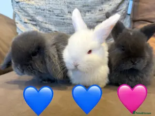 Mini Lop rabbits Three gorgeous mini lops. White and two Grey/Blue - Advert 1