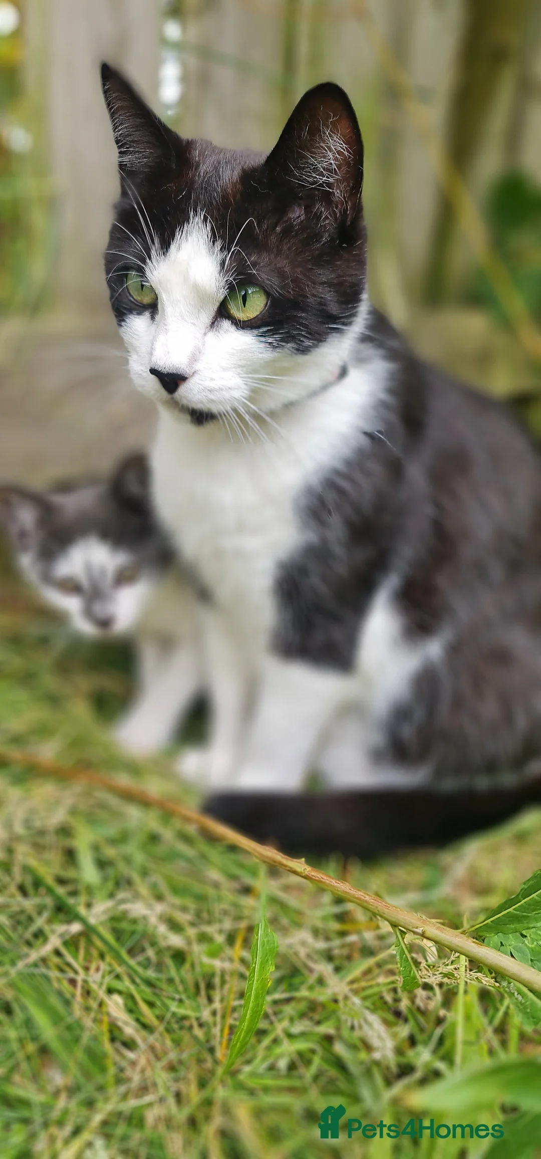 Mixed Breed cats for sale: Kittens Looking for Loving Homes - Advert 2
