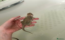 Lizard reptiles for sale: Colored lizards and cage  - Image 5