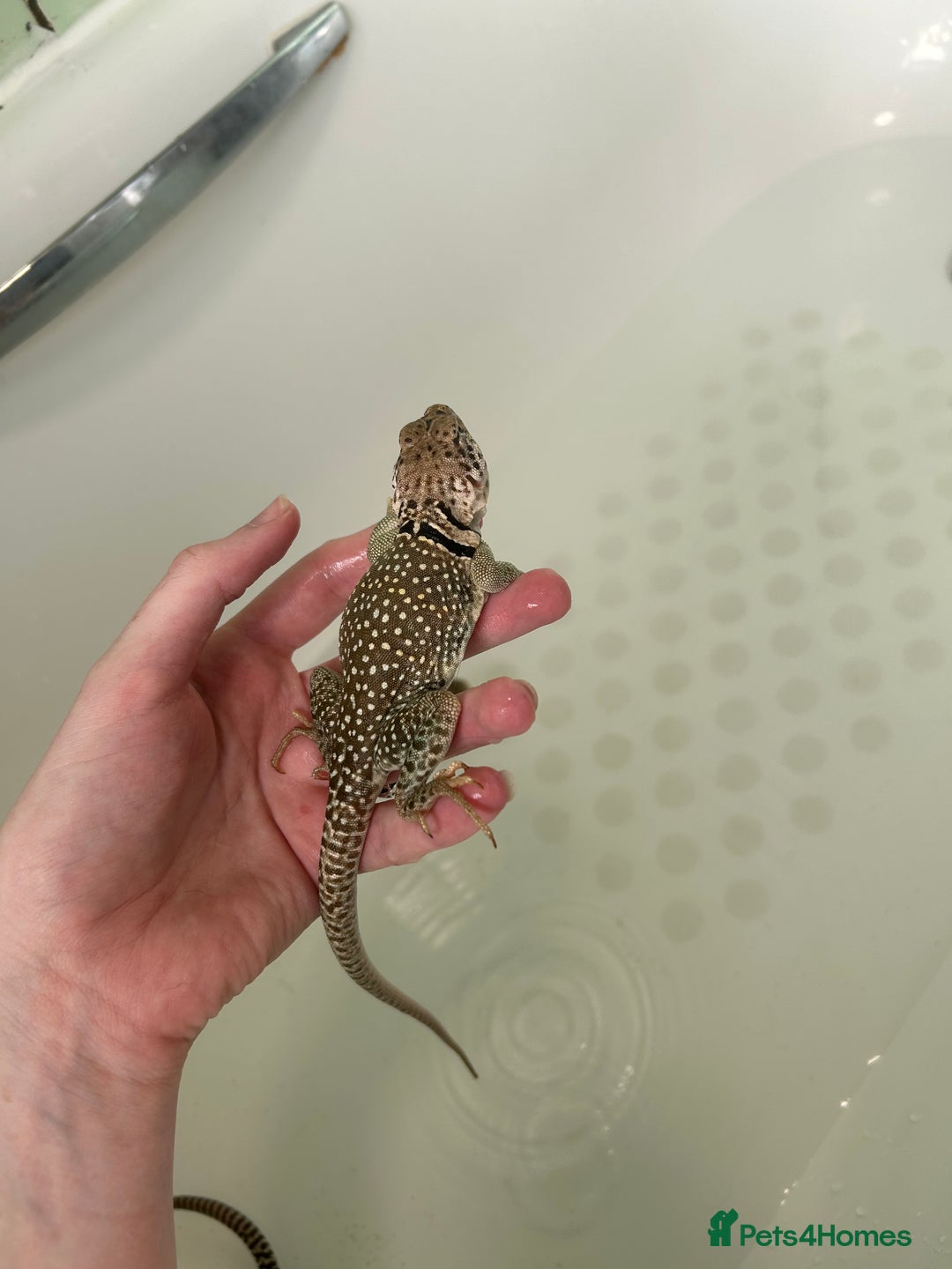 Lizard reptiles for sale: Colored lizards and cage  - Image 5