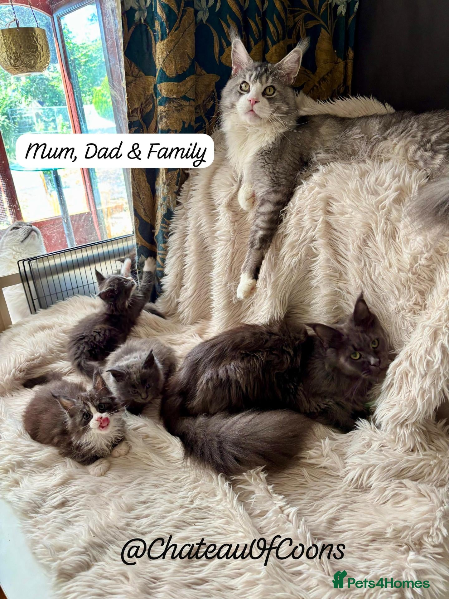 Maine Coon cats Black Smoke Maine Coon Kittens - Registered - Advert 2
