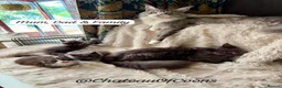 Maine Coon cats for sale: Blue Smoke Maine Coon Kittens - Registered - Advert 2