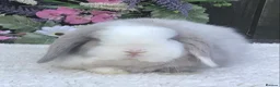 Mini Lop rabbits for sale: Mini lop buck - Advert 6