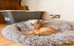 Mixed Breed cats for sale: Beautiful Kittens for sale  - Image 4