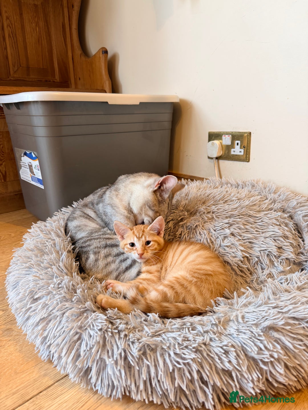 Mixed Breed cats for sale: Beautiful Kittens for sale  - Image 4