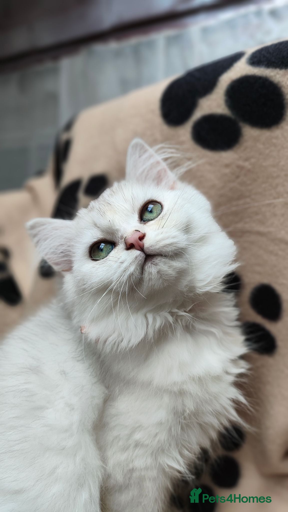 British Longhair cats TICA BRITISH SHORTHAIR & LONGHAIR KITTENS  - Advert 11