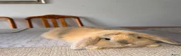 Mini Lop rabbits for sale: Mini lol rabbit  - Advert 5