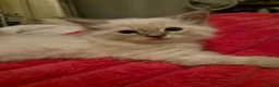 Ragdoll cats for sale: 6x purebred blue, lilac and lynx ragdoll kittens - Advert 29