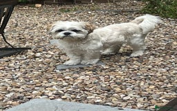 Shih Tzu dogs for stud: Looking for male stud shitzu - Image 2