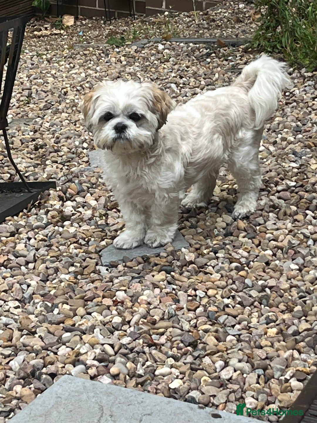 Shih Tzu dogs for stud: Looking for male stud shitzu - Image 2