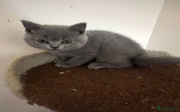 British Shorthair cats for sale: READY NOW!!Pedigree British Short Hair Kittens - Image 36