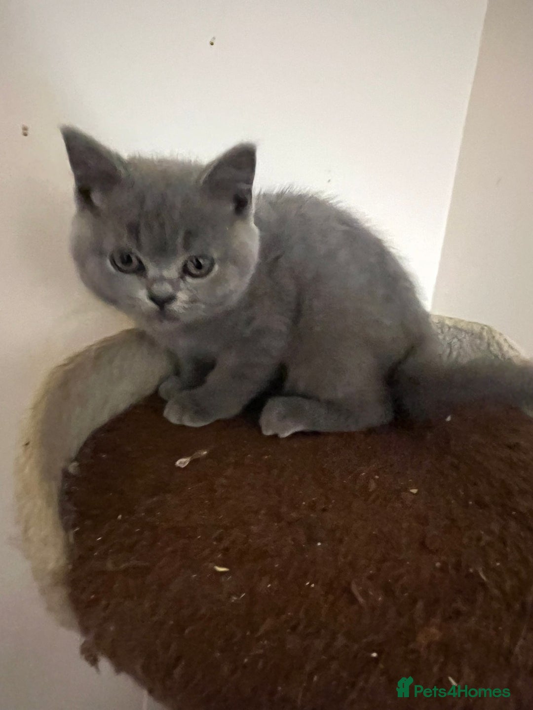 British Shorthair cats for sale: READY NOW!!Pedigree British Short Hair Kittens - Image 36