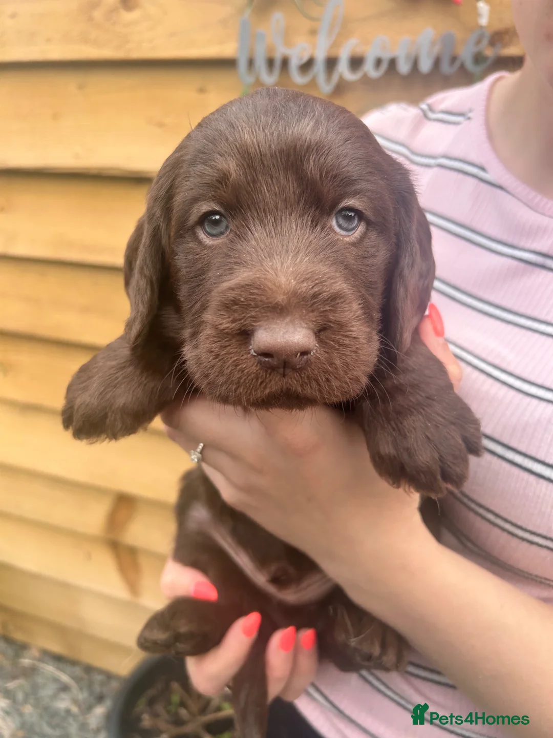Labradoodle dogs for sale: F1 Labradoodle puppy’s  - Advert 1