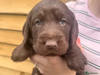 Labradoodle dogs F1 Labradoodle puppy’s - Advert 15