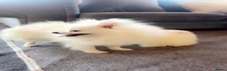 Pomeranian dogs for sale: Little Pomeranian puppies  - Advert 8