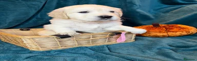 Golden Retriever 3