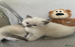 Ragdoll cats for sale: GCCF Ragdoll Kittens - Image 28