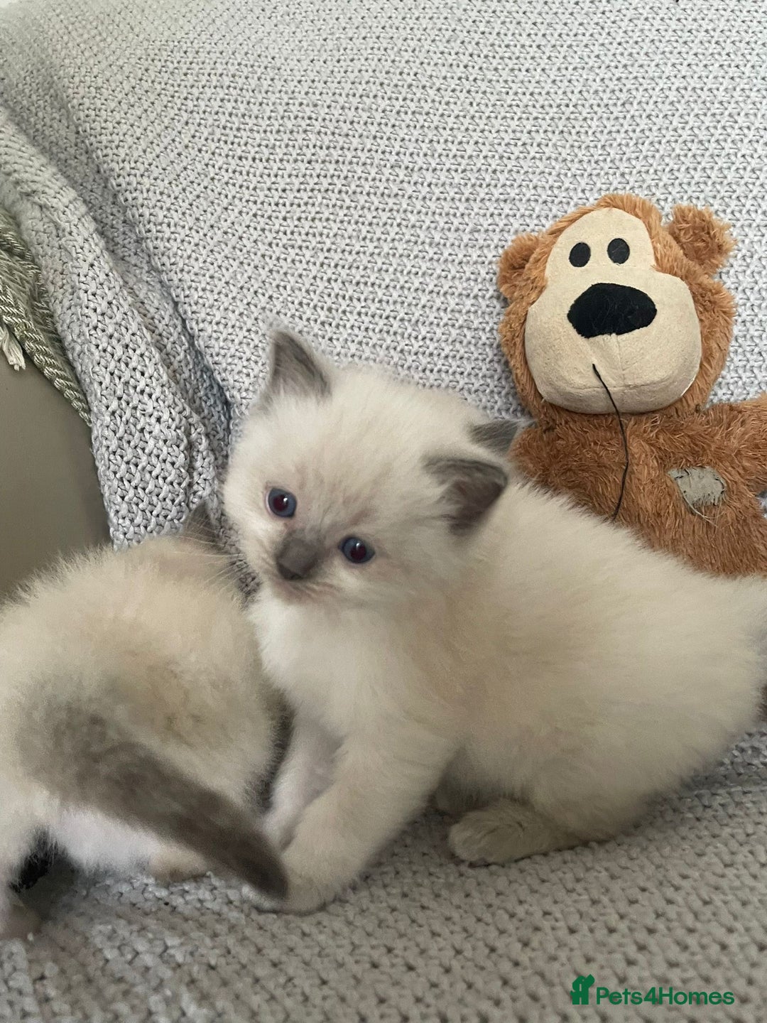 Ragdoll cats for sale: GCCF Ragdoll Kittens - Image 28