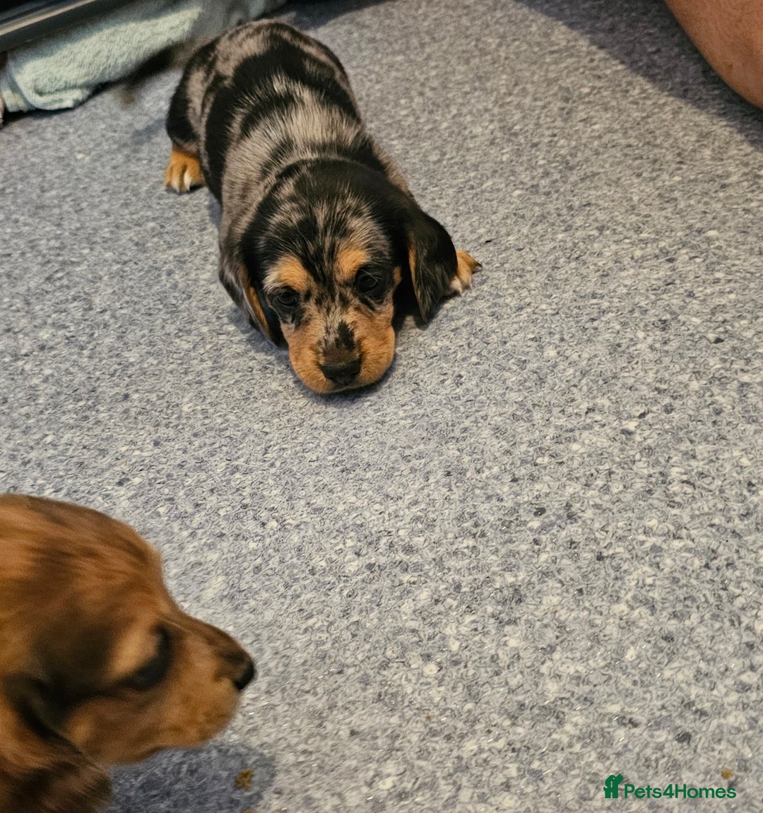 Miniature Dachshund dogs for sale: Daxie medium coat puppies dapples and black & tan  - Image 9
