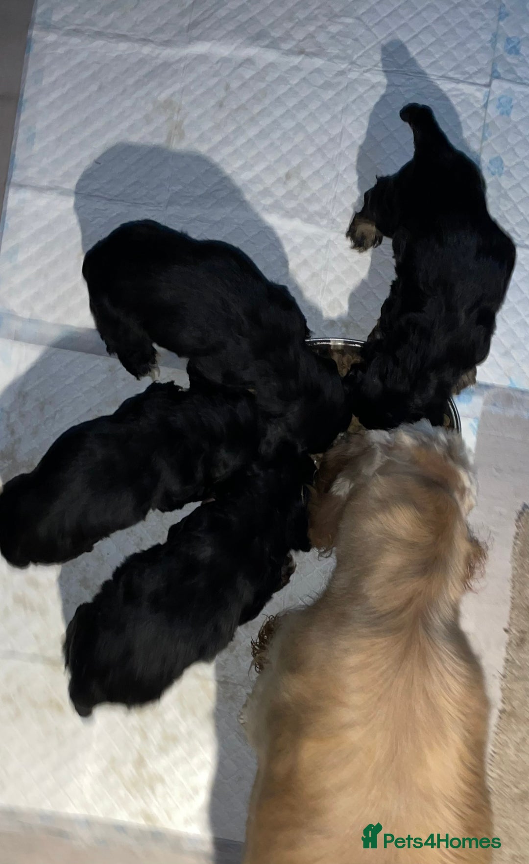 Cocker Spaniel dogs for sale: Adorable American Cocker Spaniels Pups  - Image 10