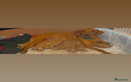 Labrador Retriever dogs for sale: Beautiful kc reg red labs. WORKING LINES - Image 4