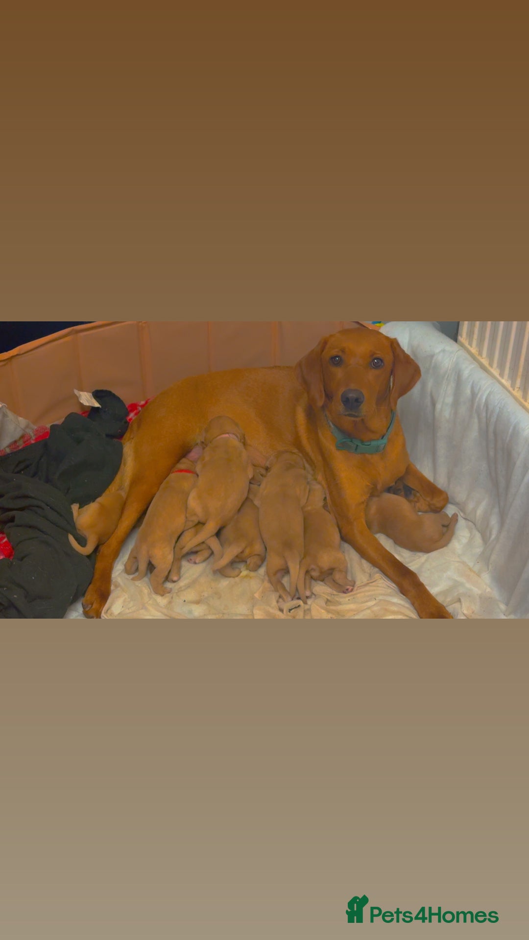 Labrador Retriever dogs for sale: Beautiful kc reg red labs. WORKING LINES - Image 4