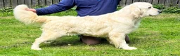 Golden Retriever dogs for sale: Puppys due 31/05/26 Golden Retriever KC Registered - Advert 2