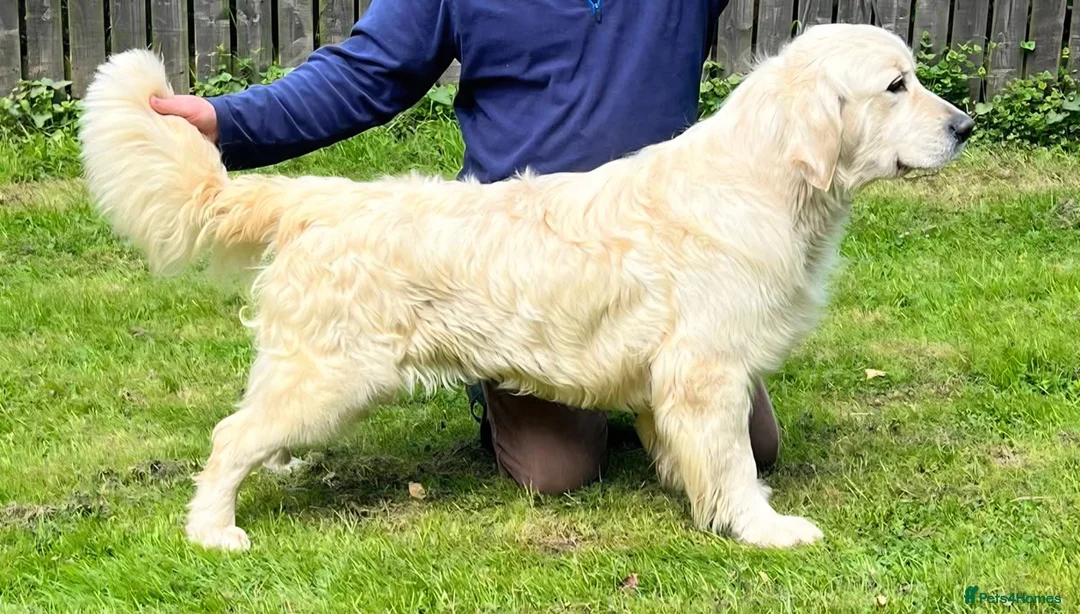 Golden Retriever dogs for sale: Puppys due 31/05/26 Golden Retriever KC Registered - Advert 2