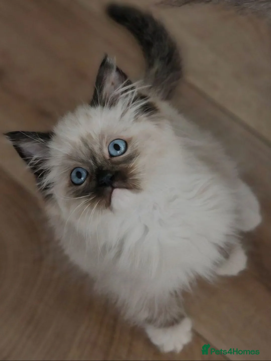 Ragdoll cats for sale: BEAUTIFUL RAGDOLL KITTENS READY NOW  - Advert 14