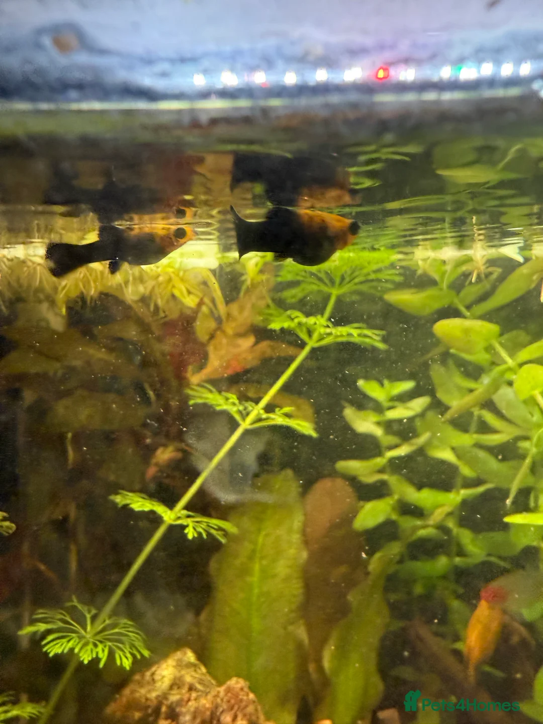 Mollies fish for sale: Mollies Need rehoming  - Advert 2