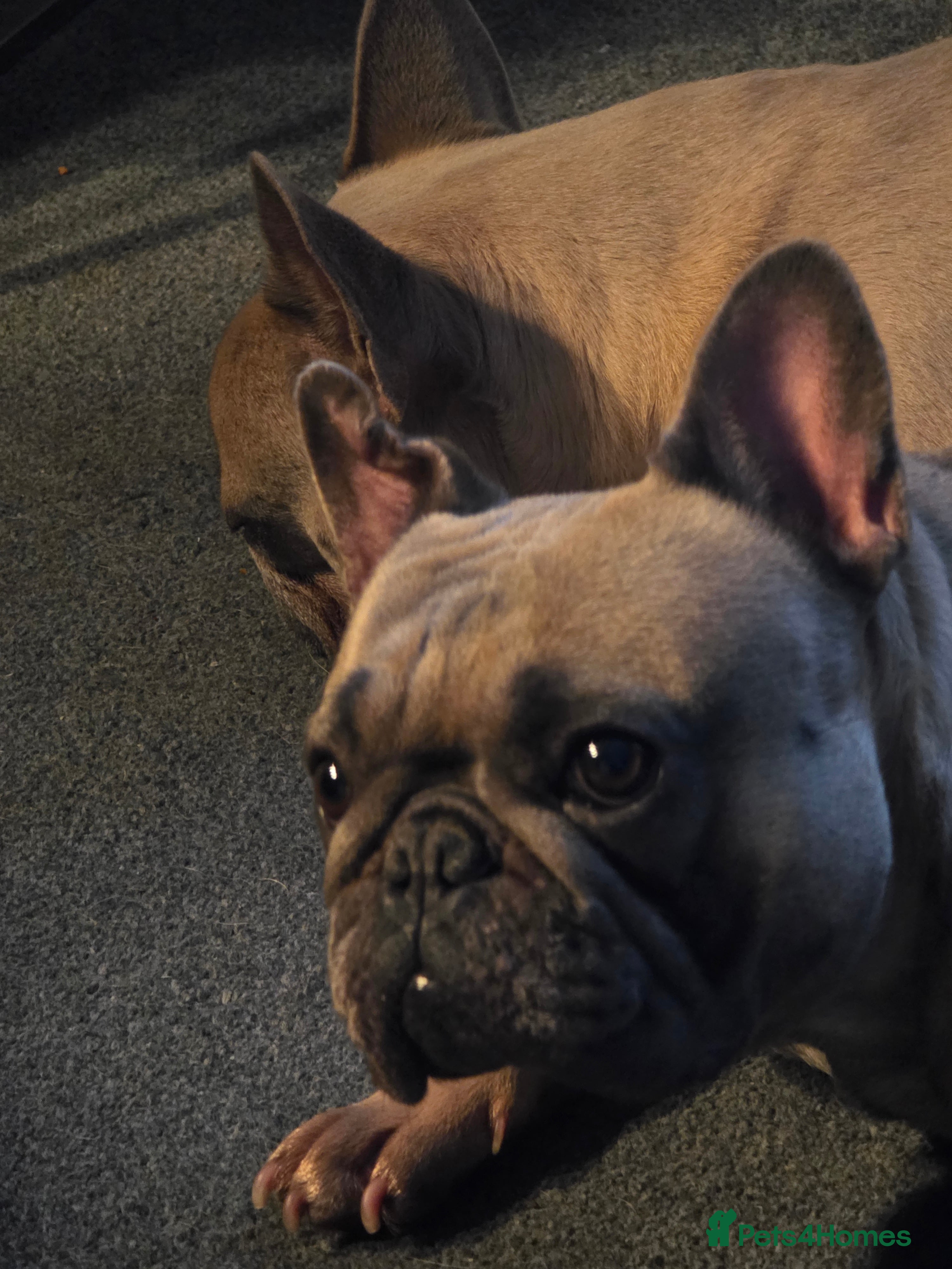 French Bulldog dogs French bulldog puppies  - Advert 1