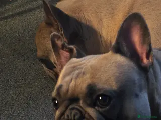 French Bulldog dogs French bulldog puppies - Advert 1