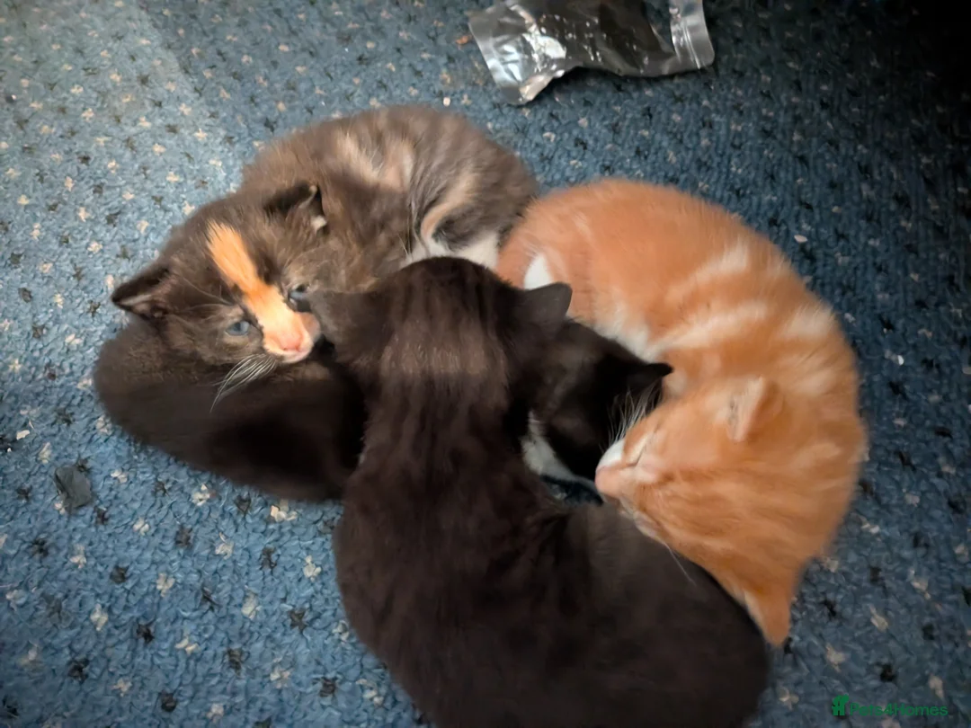 Mixed Breed cats for sale: Beautiful domestic x ragdoll kittens  - Advert 5