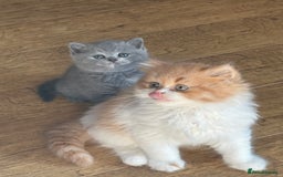 British Shorthair cats for sale: British Shorthair Kittens - Image 6