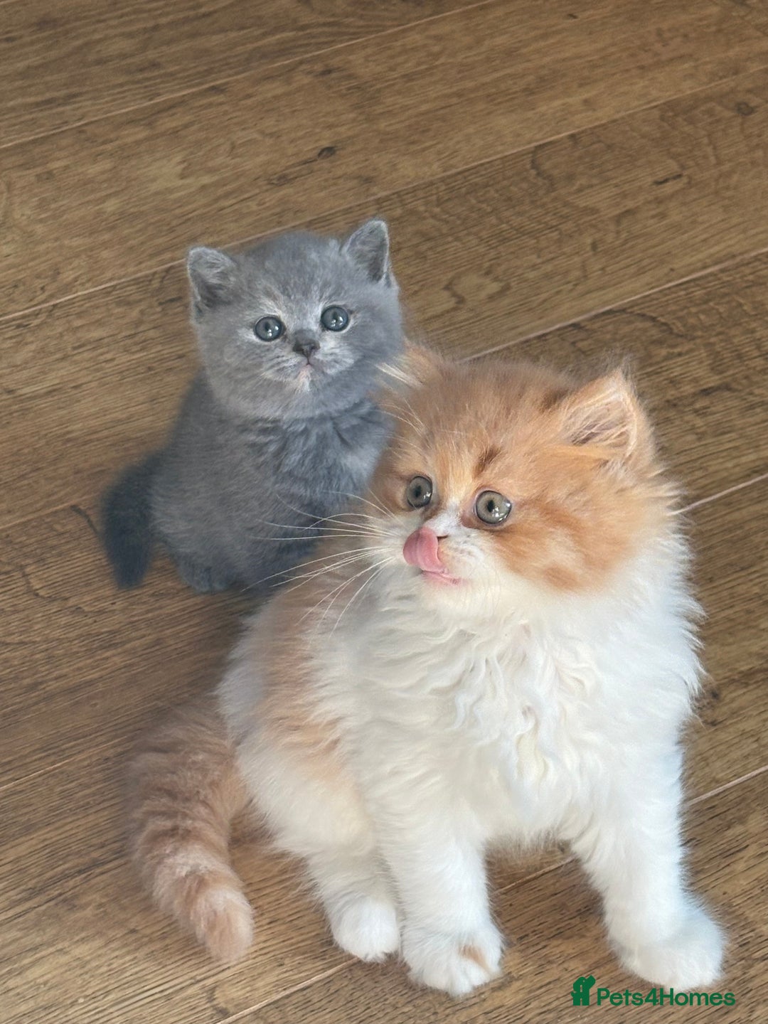 British Shorthair cats for sale: British Shorthair Kittens - Image 6