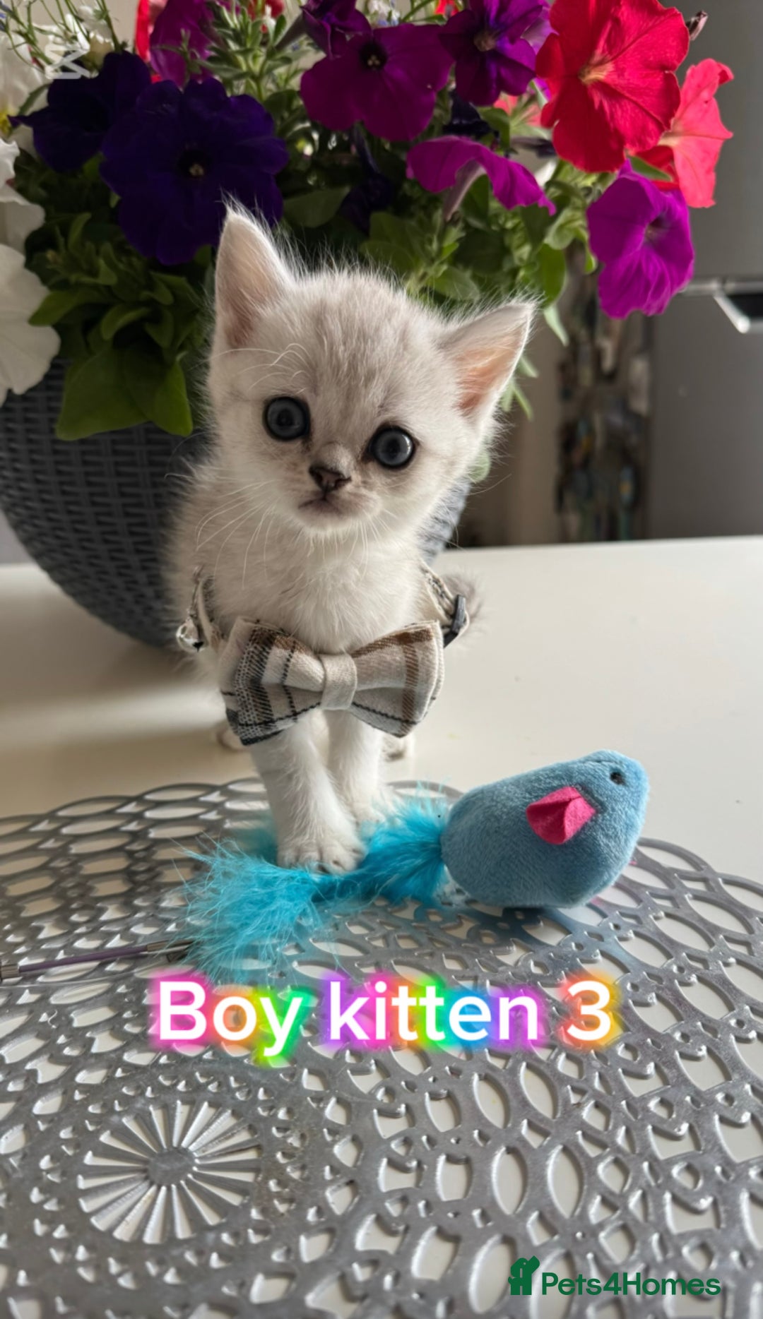 Scottish Fold cats for sale: 4 Scottish Straight Boys  - Image 9