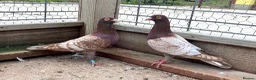 Pigeons birds for sale: Piegons in London - Advert 6