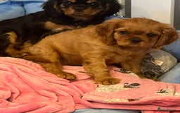 Cavalier King Charles Spaniel dogs for stud: Blenheim health tested stud ( not for sale ) in Glossop - Image 6