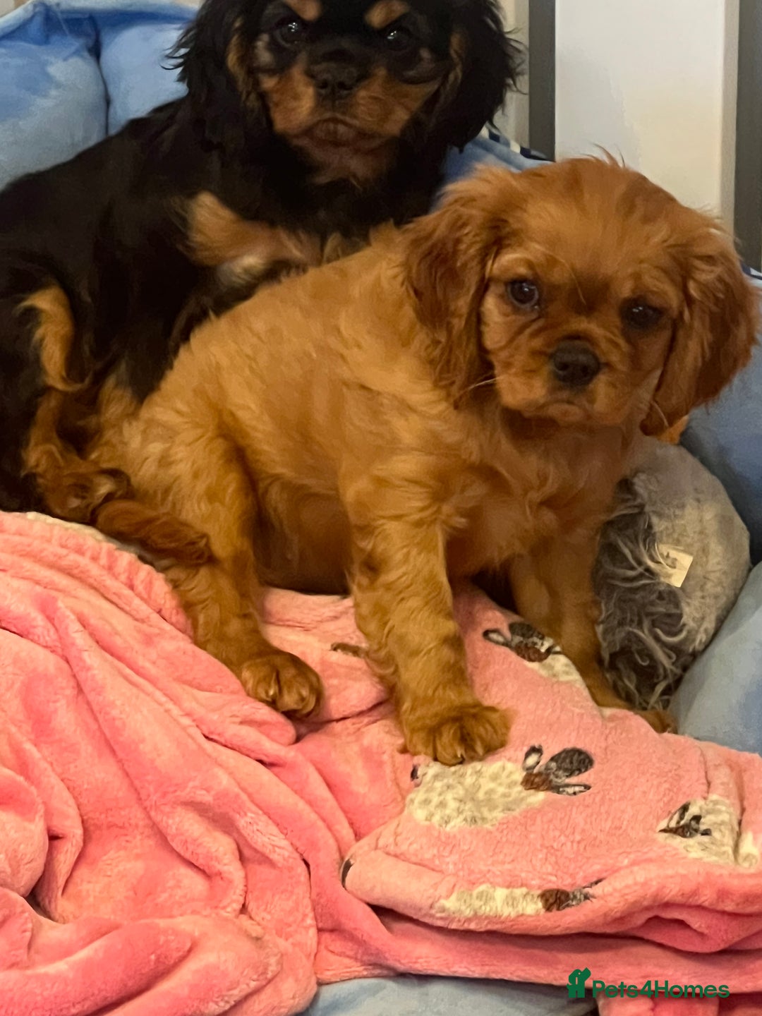 Cavalier King Charles Spaniel dogs for stud: Blenheim health tested stud ( not for sale ) in Glossop - Image 6