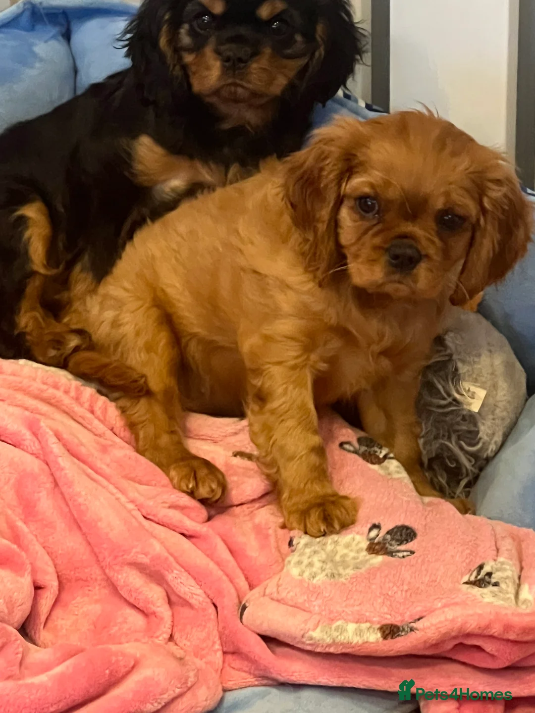 Cavalier King Charles Spaniel dogs for stud: Blenheim health tested stud ( not for sale ) in Glossop - Advert 6
