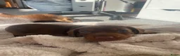 Miniature Dachshund dogs for sale: Min dash hound boy for sale  - Advert 8