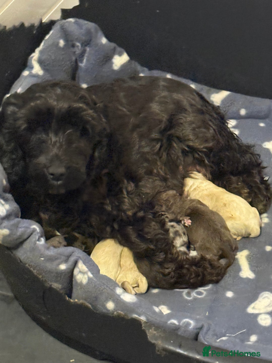 Cockapoo dogs for sale: Stunning F1B Cockapoos  - Image 1