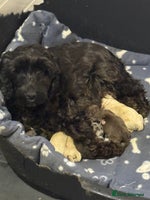 Cockapoo dogs Stunning F1B Cockapoos - Advert 9