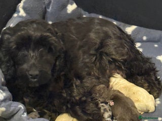 Cockapoo dogs - Advert 1