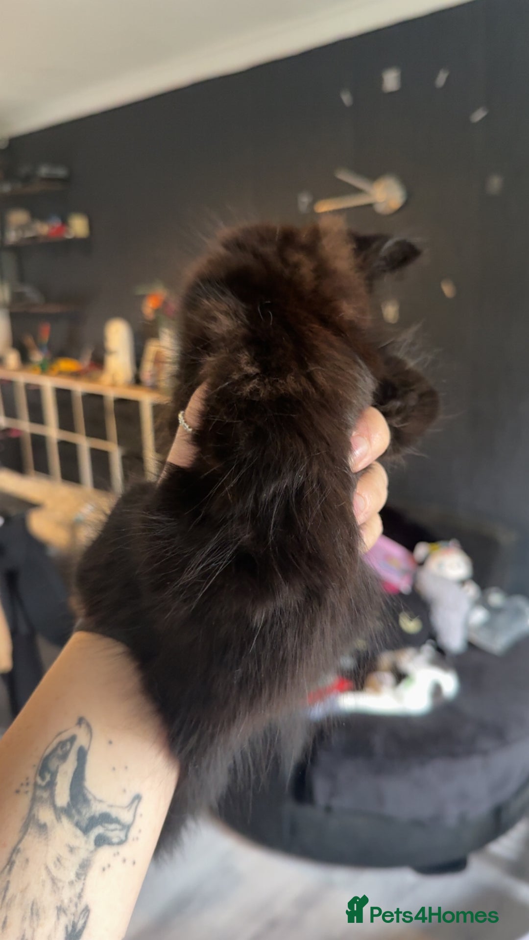 Mixed Breed cats for sale: 3 Kittens for sale  - Image 8