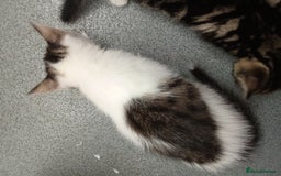 Mixed Breed cats for sale: Kittens for sale  - Image 14
