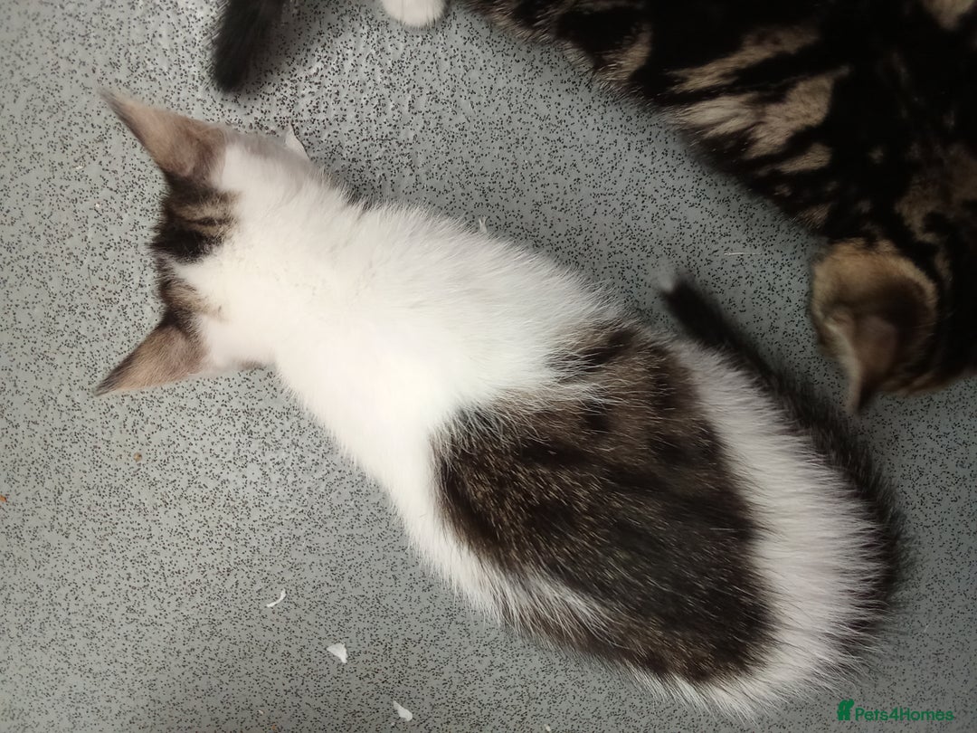 Mixed Breed cats for sale: Kittens for sale  - Image 14